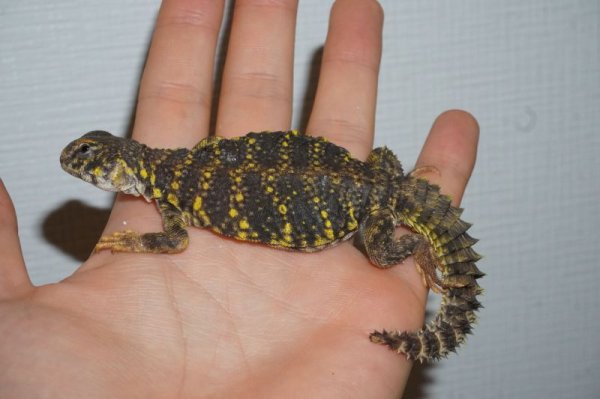 画像4: ゲイリートゲオアガマ　イエロー　完売しました (4)