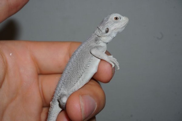 画像5: フトアゴヒゲトカゲ　ハイポゼロ　完売しました (5)