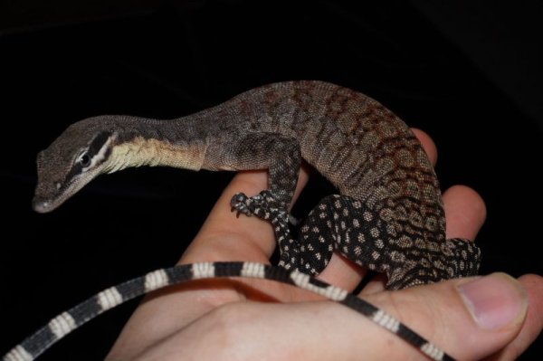 画像3: キンバリーロックモニター　ペア　完売しました (3)