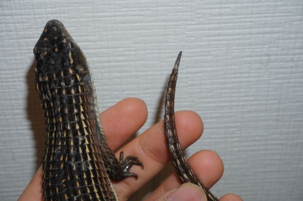 画像5: オニプレートトカゲ　完売しました (5)