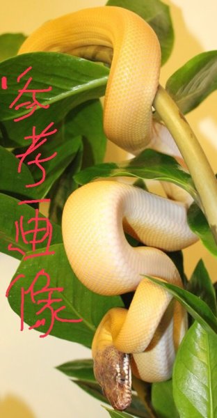 画像5: アルバーティスパイソン　キャラメルアルビノ (5)