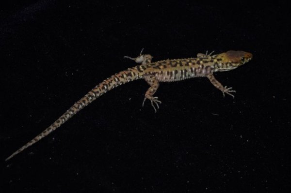 画像4: スミスヨルトカゲ (4)