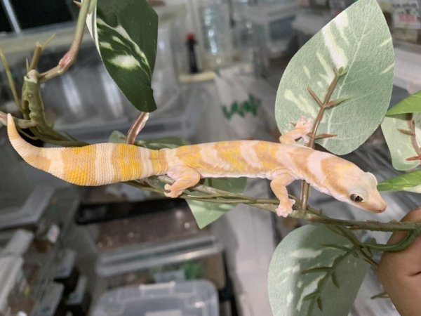 画像4: ハスオビビロードヤモリhetアルビノ (4)