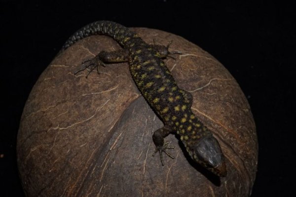 画像3: イボヨルトカゲ (3)