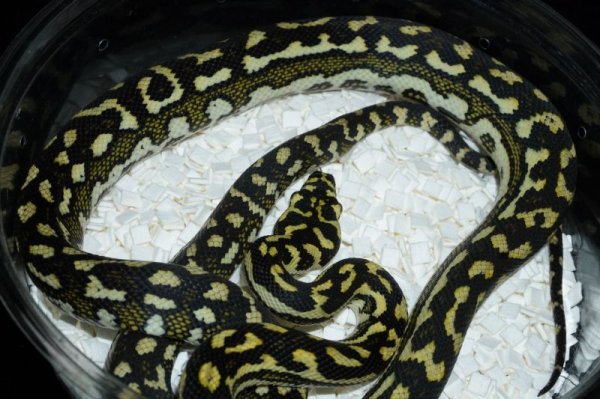 画像2: ダイヤモンドクロス　75%　♀ (2)