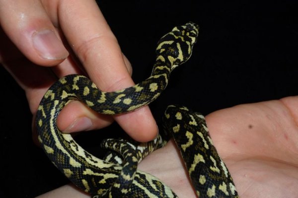 画像3: ダイヤモンドクロス　75%　♂ (3)