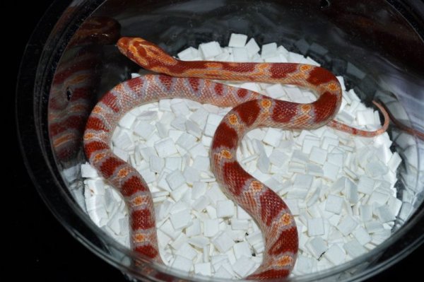 画像2: エクストリームリバースオケッティ　♀ (2)