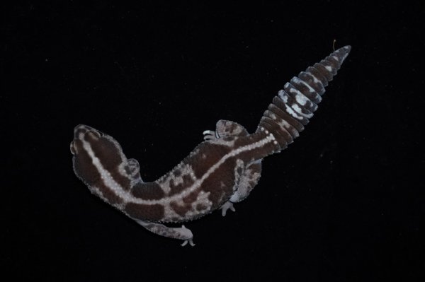 画像2: ホワイトアウトオレオ (2)