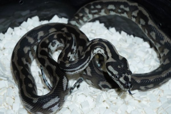 画像2: アザンティック　♂ (2)