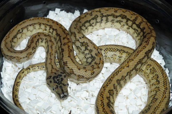 画像2: キャラメルゼブラジャガーhetアザン　♀ (2)