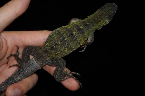 画像2: バナナスパイニーテールイグアナ　ケリーライン　完売しました (2)