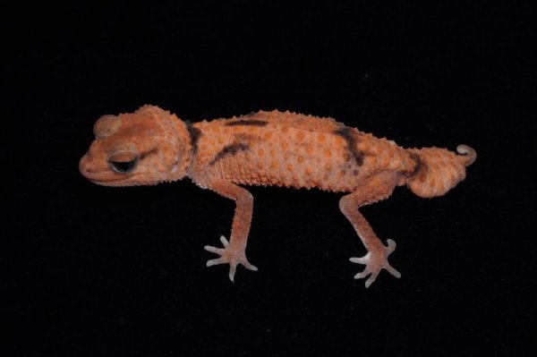 画像3: オビタマオヤモリ　アベラント　ペア (3)