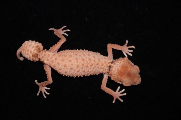 画像3: オビタマオヤモリ　パターンレス　♀ (3)