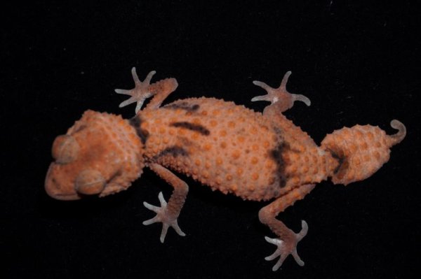 画像2: オビタマオヤモリ　アベラント　ペア (2)