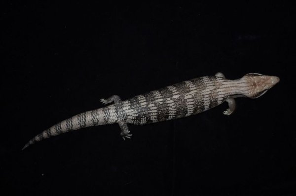 画像2: ヒガシアオジタトカゲ (2)