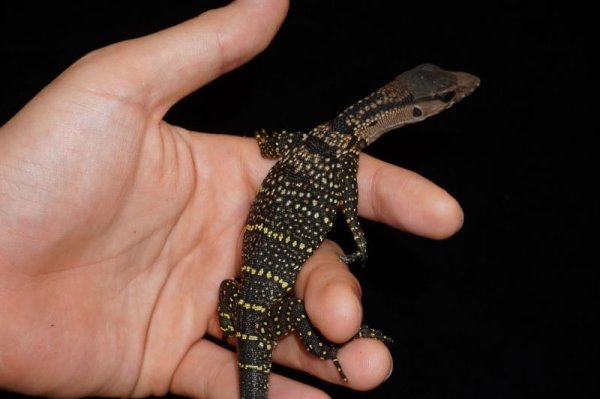 画像3: ラフネックモニター　C個体　完売しました (3)