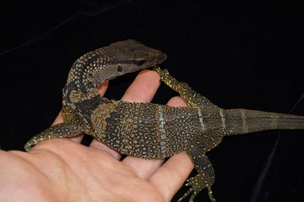 画像3: ラフネックモニター　A個体　完売しました (3)