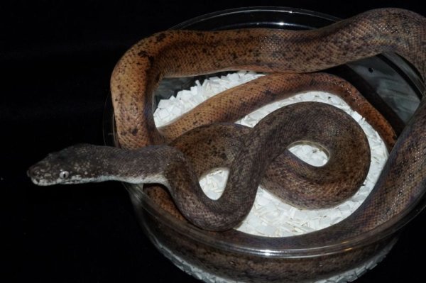 画像2: サヴパイソン (2)