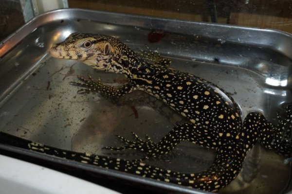 画像2: サルバトールモニター　マカサール産完売しました (2)