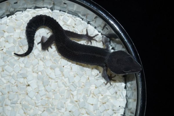 画像2: ブラックナイト　♂ (2)