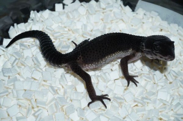 画像3: ブラックナイト　♀ (3)