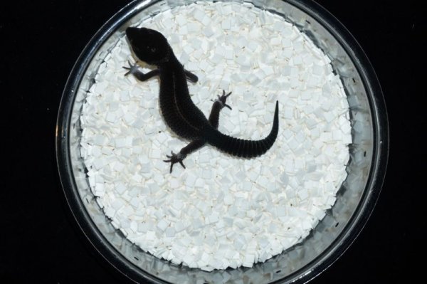 画像4: ブラックナイト　♂ (4)