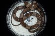 画像2: ヒロオビタテゴトヘビ　♀ (2)