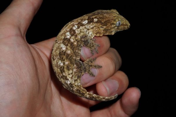 画像4: ジャイアントゲッコー　Mtコーギス　B個体　完売しました (4)