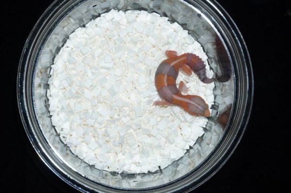 画像3: タンジェリンアルビノ (3)