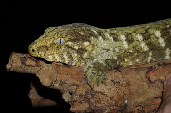 画像4: ジャイアントゲッコー　Mtコーギス　A個体　完売しました (4)