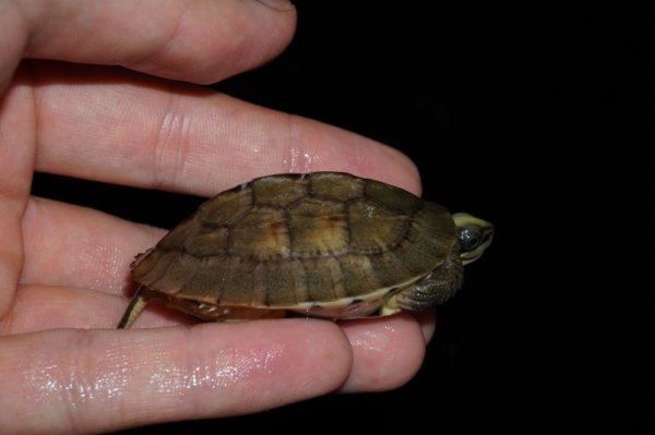 画像2: ミスジハコガメ　D個体　完売しました (2)