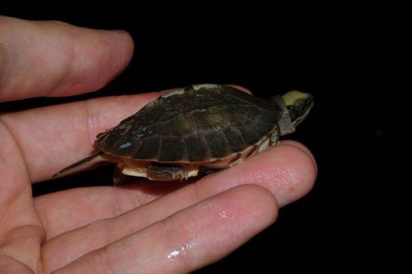 画像2: ミスジハコガメ　B個体 (2)