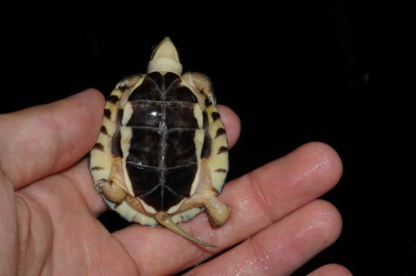 画像4: ミスジハコガメ　B個体 (4)