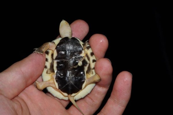 画像4: ミスジハコガメ　A個体　完売しました (4)