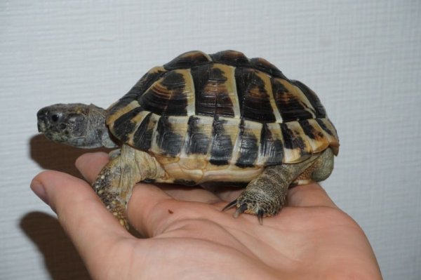画像6: ダルマティアヘルマンリクガメ　ペア　完売しました (6)
