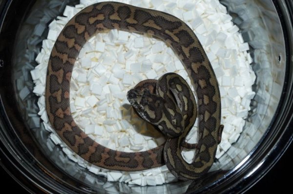 画像2: タイガーhetアルビノ (2)