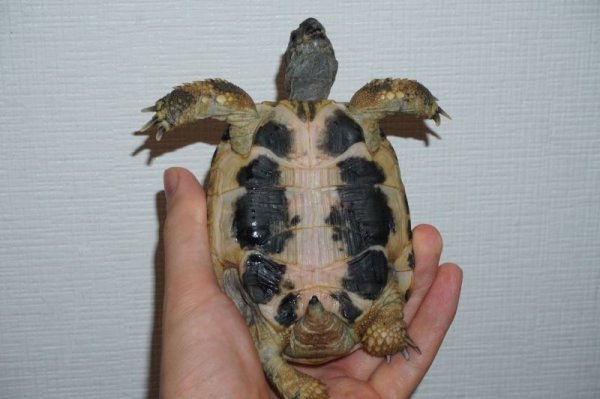 画像9: ダルマティアヘルマンリクガメ　ペア　完売しました (9)