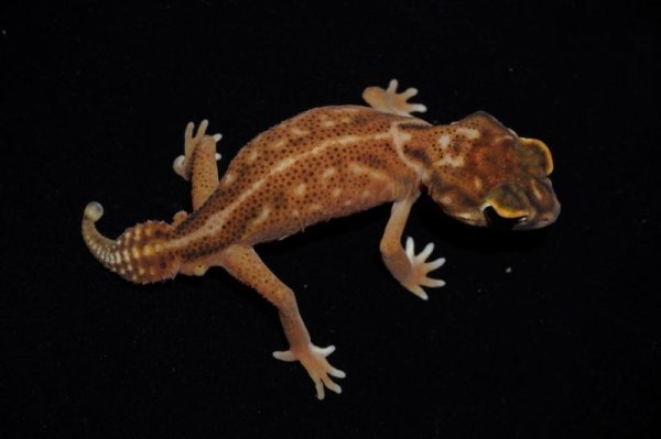 画像2: デレアニタマオヤモリ　Bペア (2)