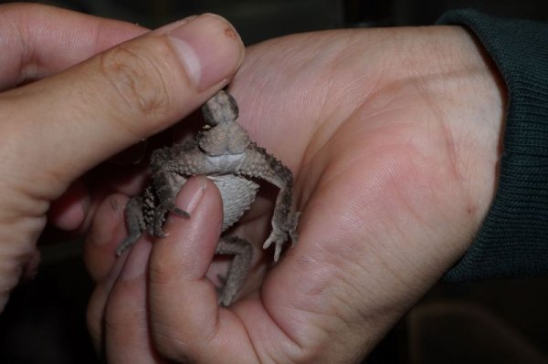 画像9: アスパータマオヤモリ (9)