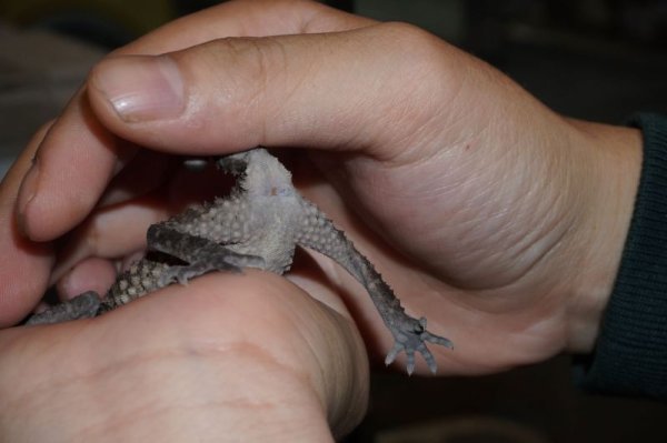 画像5: アスパータマオヤモリ (5)