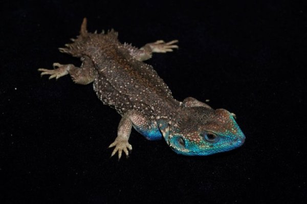 画像2: ゼノガマ (2)