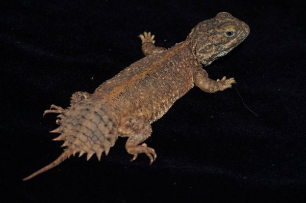 画像7: ゼノガマ (7)