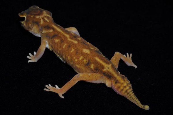 画像6: デレアニタマオヤモリ　Bペア (6)