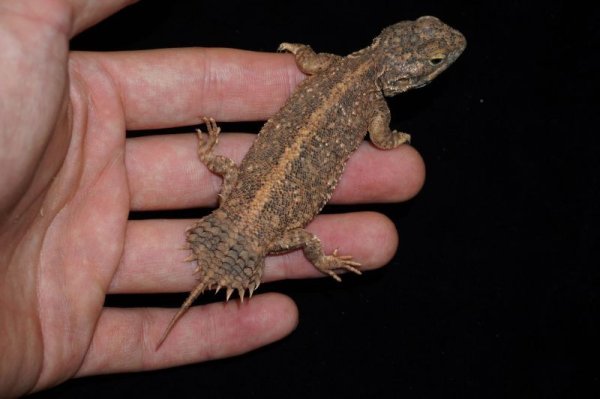 画像5: ゼノガマ (5)