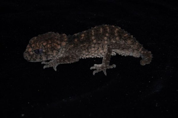 画像6: アスパータマオヤモリ (6)