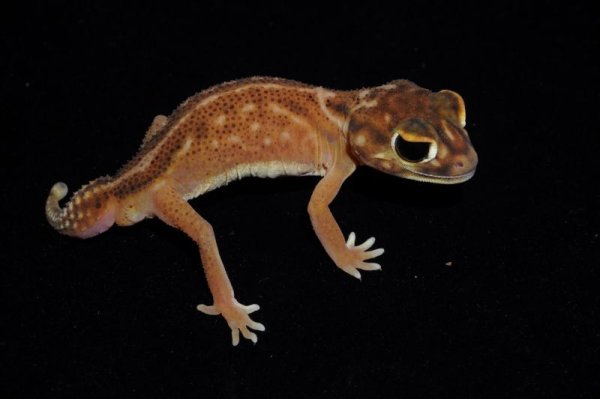 画像3: デレアニタマオヤモリ　Bペア (3)