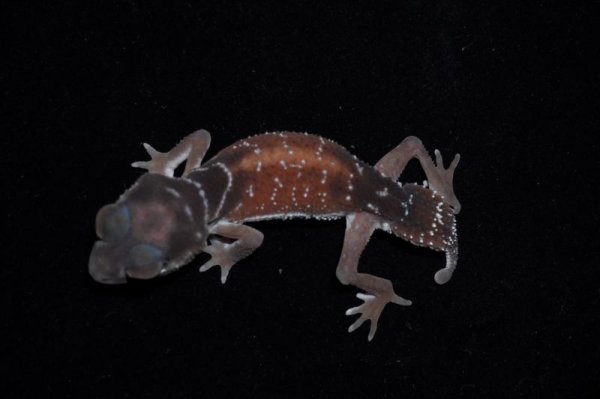 画像2: ナメハダタマオヤモリ　Bペア (2)