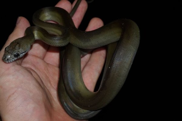 画像5: パプアンパイソン (5)