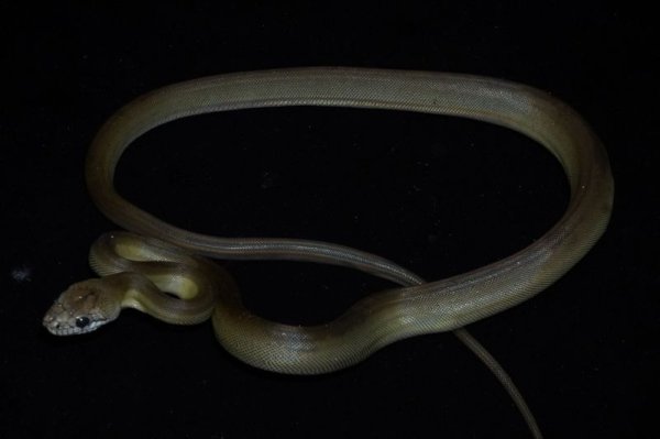 画像3: パプアンパイソン (3)