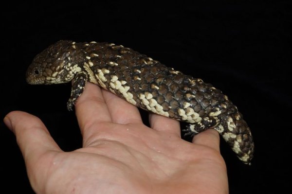 画像2: ヒガシマツカサトカゲ　(アスパー) (2)